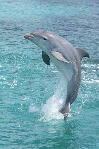 http://ift.tt/2mCK0nZ Just Pinned to Animals: Dolphin so beautiful More http://ift.tt/2q2tMp9 Turtle Photos, Dolphin Wallpaper, Dolphin Images, Dolphin Photos, Baby Dolphins, Sea Mammal, Underwater Animals, A Dolphin, Beautiful Sea Creatures