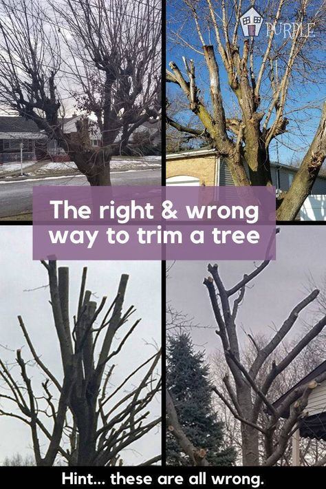 How To Trim Trees Branches, Pruning Trees How To, How To Trim Trees, Trimming Trees Branches, How To Trim A Tree, Tree Pruning Tips, Tree Trimming Ideas, How To Prune Trees, Tree Climbing Equipment