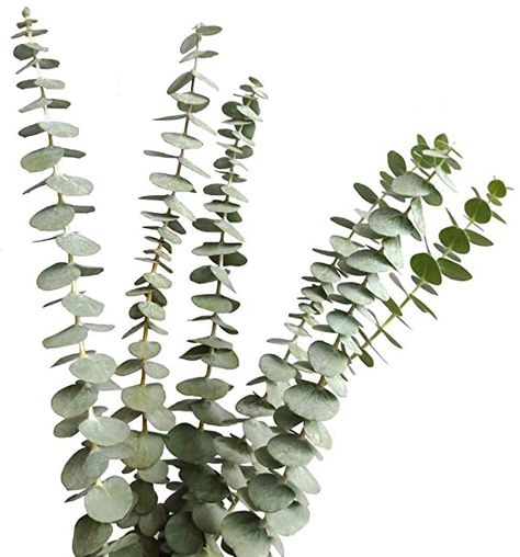 AmazonSmile: Dried Real Eucalyptus Branches 12 Stems, Natural Eucalyptus Leaves for Arrangement Wedding Home Decor: Kitchen & Dining Eucalyptus Bouquet, Feuille Eucalyptus, Dried Lavender Flowers, Fresh Eucalyptus, Dried Eucalyptus, Eucalyptus Branches, Artificial Boxwood, Flowers Delivered, Rustic Flowers