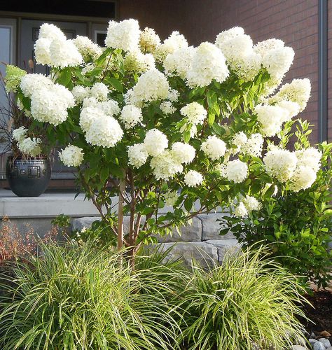 Lime Light Pee Gee Hydrangea Std by MehHeidi, via Flickr Lime Light Hydrangea, Pee Gee Hydrangea, Hydrangea Tree, Garden Front Of House, Front Landscape, Hydrangea Bloom, Limelight Hydrangea, House Planter, Formal Garden