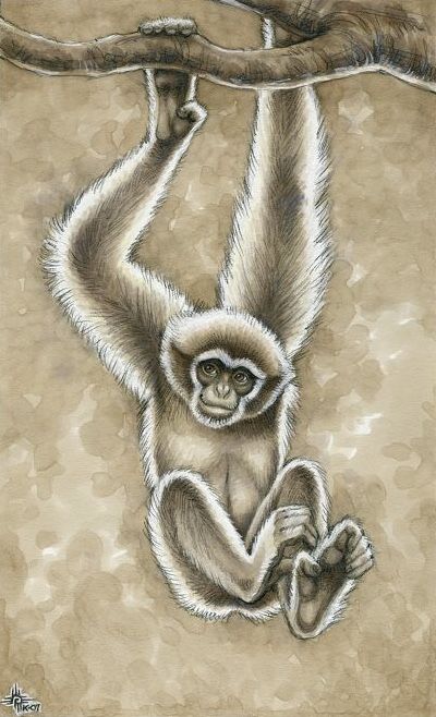 Heather Kyoht Luterman (kyoht on DeviantArt) Gibbon Monkey, Wildlife Crafts, Jungle Drawing, Paint Monkey, Monkey Drawing, Monkey Tattoos, Pencil Drawings Of Animals, Monkey Art, Jungle Wallpaper