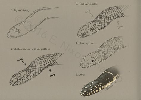 Snake Scale Layout (colubrids) by elizabethnixon 3d Drawing Tutorial, 3d Drawing Techniques, Snake Scales, Snake Drawing, Scale Drawing, Snake Art, Drawing Studies, 3d Drawings, Snake Tattoo