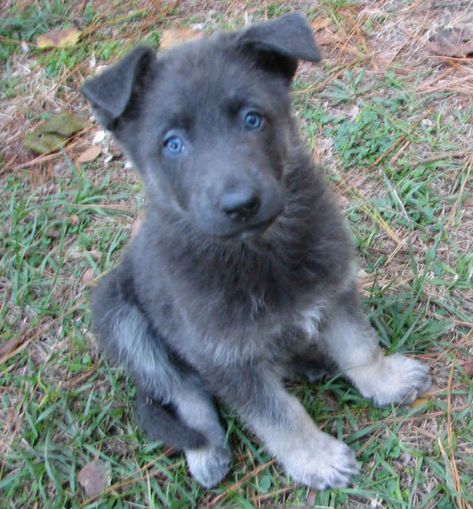 Blue German Shepherd Puppies, Blue German Shepherd, Beautiful Pets, Deadly Animals, Dog German, Fluffy Puppies, Yorkshire Terrier Puppies, Dog Info, Sweet Dogs