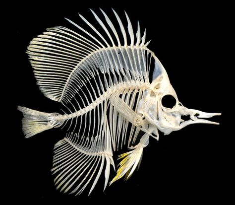 Copperband Butterflyfish (Chelmon rostratus) http://excalculus.tumblr.com/post/140196205583/butterflybones Fish Anatomy, Skull Reference, Skeleton Anatomy, Fish Skeleton, Animal Skeletons, Anatomy For Artists, Drawing Simple, Skeleton Art, The Skeleton