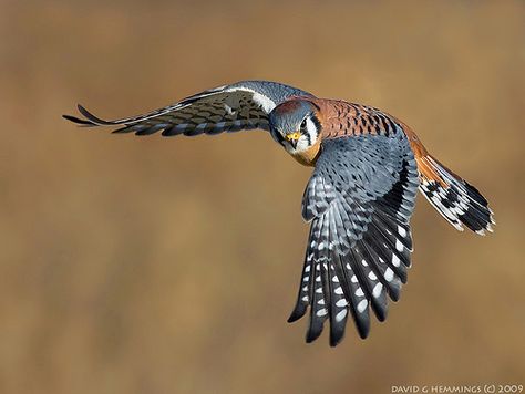 Hawk Tattoo, Raptors Bird, American Kestrel, Amazing Birds, Kingdom Animalia, Kestrel, Breathtaking Beauty, Exotic Birds, Bird Pictures