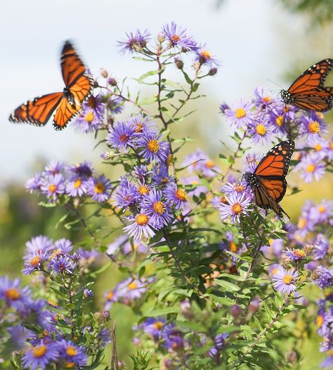 7 Stunning Flowers That Will Attract Butterflies to Your Garden | With their cheery purple and pink blooms, it's no wonder asters attract butterflies. Plant asters in well-drained soil, in a spot that gets full sun, and these perennials will draw winged beauties to your yard year after year.  #gardening #flowers #butterflygarden #realsimple Flowers For Butterflies, Flowers That Attract Butterflies, Plants That Attract Butterflies, 10 Flowers, Monarch Butterflies, Butterfly Bush, Wildflower Garden, Attract Butterflies, Unique Plants