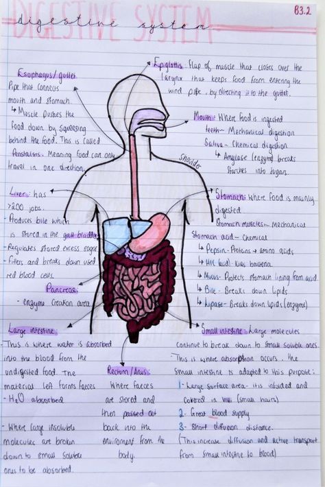 Twitter Class 10 Bio Diagrams, Medical School Notes Anatomy, Class 10 Bio Notes Aesthetic, Human Body Notes, Class10 Notes, Digestive System Notes Aesthetic, Class 10 Science Notes Biology, Digestive System Notes, King Abdulaziz