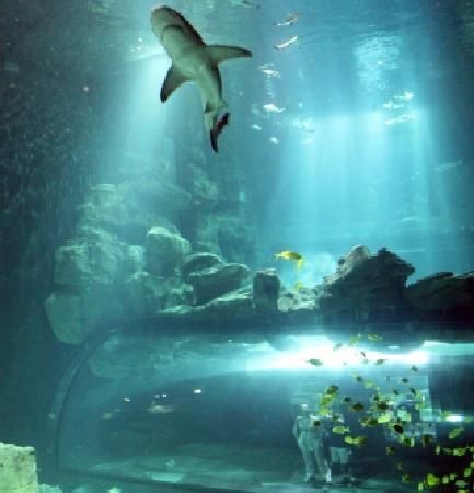 Aquarium de Paris - CineAqua Paris Aquarium, Paris April, Paris 2023, Art Galleries, 404 Page Not Found, Italian Recipes, Bourbon, Stuff To Do, Trip Advisor