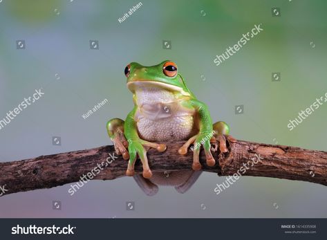 White lipped tree frog on branch, tree frog on green leaves, animal closeup #Ad , #AD, #tree#frog#White#lipped Frog On Branch, Branch Tree, White Lips, Tree Frog, Tree Frogs, Surface Textures, Green Leaves, Royalty Free Stock Photos, Stock Images