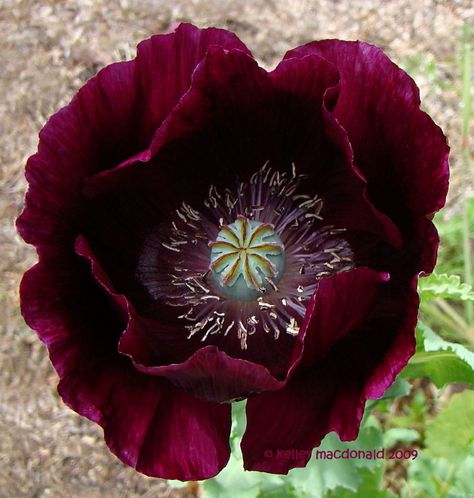 deep burgundy poppy Floral Colour Palette, Colour Palette Wedding, Plants Purple, Poppy Seed Pods, Flowers Black Background, Red Poppy Flower, Purple Poppies, Wild Poppies, Black Poppy