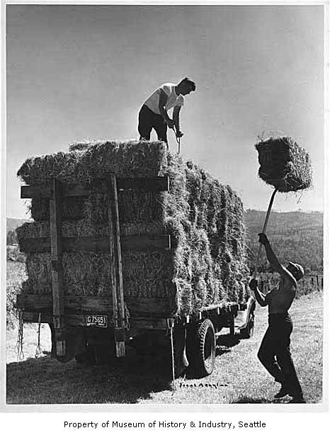 Haying on the Pickering farm, Issaquah, 1956 - Museum of History and Industry - University of Washington Digital Collections Farm Prints, Farm Images, Farm Pictures, Old Farm Equipment, Vintage Tractors, Farm Scene, Farms Living, Vintage Farm, Rural Life