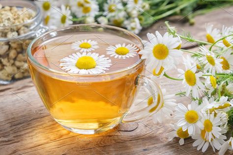 Daisy flowers in glass tea cup. by chamillewhite on @creativemarket Marshmallow Root Tea, Fennel Tea, Lemon Balm Tea, Best Herbal Tea, Slippery Elm, Chamomile Oil, Glass Tea Cups, Chamomile Tea, Daisy Flowers