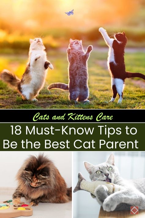 Learn how to become the best cat parent ever with these 18 must-know tips! This guide is packed with advice on grooming, feeding, and enriching your cat's life. Whether you’re caring for cats or kittens, these tips will make your life easier and your cat happier. Save this pin for future reference and give your feline the love and care they deserve! Kittens Care, Cat Hacks, Kitten Care, Kitten Love, Animal Protein, Cat Parenting, Best Cat, Cat Owner, Cat Facts