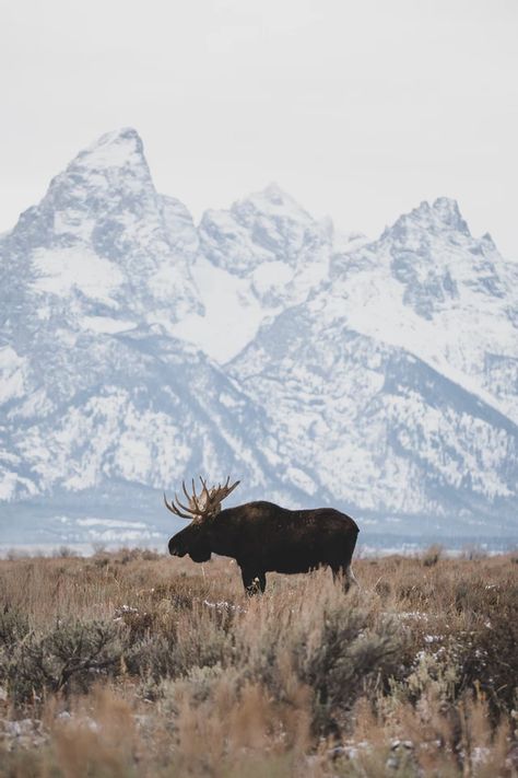 Wildlife | Sulzer Photography Colorado Nature Photography, Canadian Wildlife Photography, Wildlife Photography Aesthetic, Moose Aesthetic, Wyoming Wallpaper, Wildlife Aesthetic, Montana Wildlife, Aesthetic Wildlife, Hunting Aesthetic