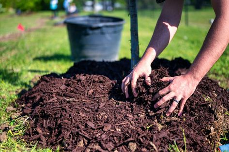 Once you've done your research, the next step is giving you tree a new home. Alfo Medeiros on PexelsThis Earth Day, bring a little bit of nature to your own yard. The post A beginner’s guide to selecting, planting, and protecting a new tree appeared first on Popular Science. Garden Checklist, Espalier Fruit Trees, Straw Mulch, Types Of Mulch, Rubber Mulch, Backyard Trees, Acid Loving Plants, Hydrangea Care, Citrus Trees