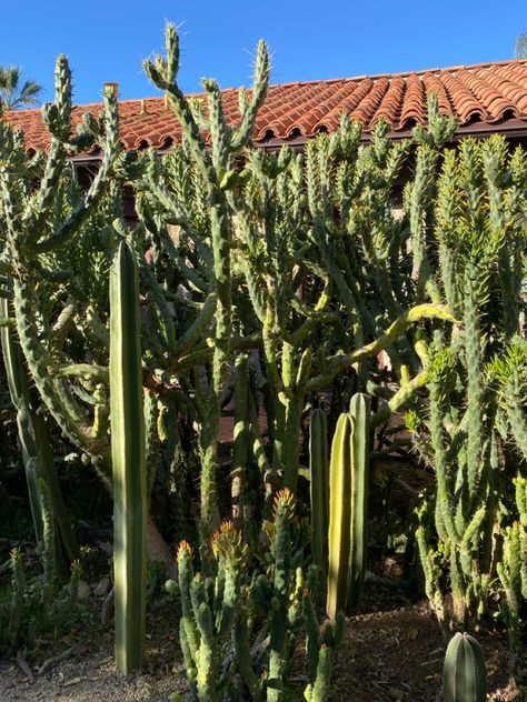 Cactus Ojai California nature desert inspiration moodboard Ojai California Aesthetic, Ojai Aesthetic, California Aesthetic, Ojai California, Maya Angelou, Beautiful Nature, The Soul, San Diego, Cactus