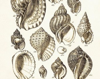 Seashells Poster, Seahells Art Print, Beach Art, Conch Shells Digital Illustration, Nautical Art, Wall Hanging, Coastal Living Home Decor Seashells Art, Seashell Tattoos, Art Plage, Shell Tattoos, Conch Shells, Shells Beach, Art Coquillage, Seashell Wall Art, Seashell Print