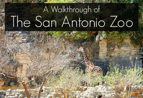 Spread the love Texas has some pretty incredible zoos, all  [Continue Reading] Texas Vacation Spots, Family Vacations In Texas, San Antonio Vacation, San Antonio Zoo, Hiking Places, San Antonio River, Texas Vacations, Road Trip Planner, Best Vacation Spots