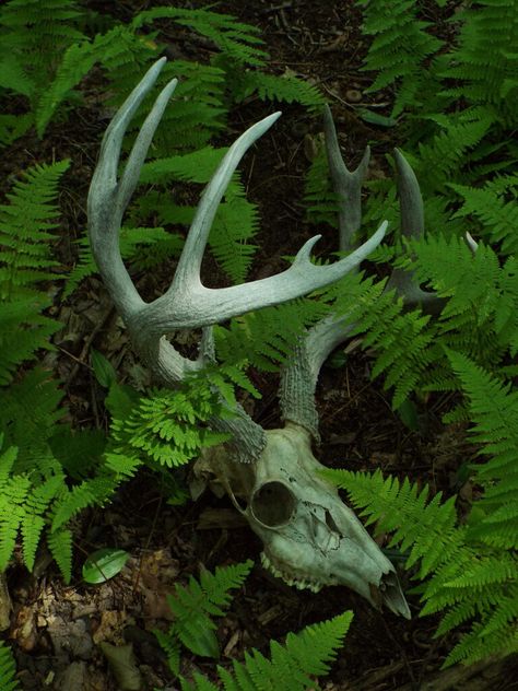 Final Resting Place by LeeAnn Hughes-Mastin Deer Skull Aesthetic, Bone Hunting, Deer Skeleton, Skull Reference, Baba Jaga, Dark Forest Aesthetic, Animal Skeletons, Vulture Culture, Animal Skull