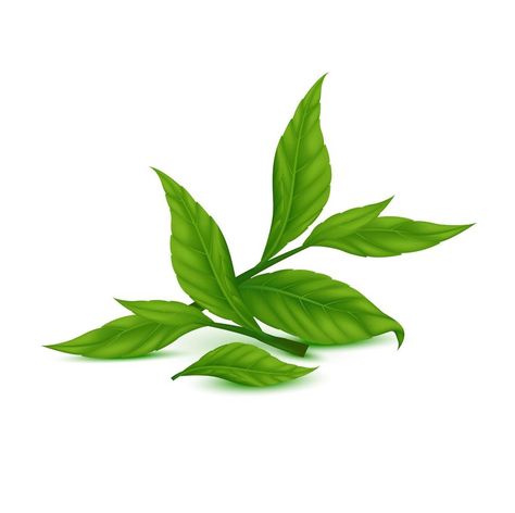 Tea leaves green. Indian Ceylon or Chinese green tea leaf with stems, isolated on white background. Realistic 3D Vector illustration Tea Leaves Illustration, 3d Vector Illustration, Green Tea Leaf, Sencha Tea, Chinese Green, Chinese Greens, 3d Vector, Leaves Illustration, Tea Leaf