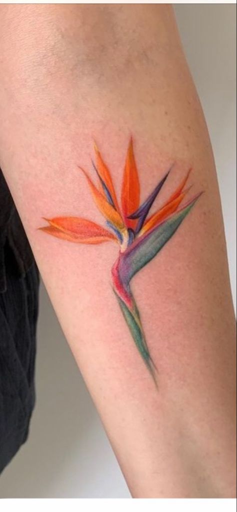 Woman Back Shoulder Tattoo, Birds Of Paradise Tattoos, Flamboyan Tattoo, Strelitzia Tattoo, Bird Of Paradise Flower Tattoo, Tropical Flowers Tattoo, Tattoo Botanica, Tropical Flower Tattoo, Tropical Flower Tattoos