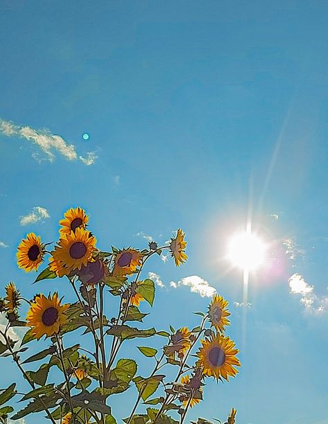 Sunny day and sunflowers. Yellow flowers. Summer vibes. Summer. Sun. Sunflowers. Photo. Nature. Photography. Blue sky Summer Aesthetic Sunflower, Yellow Sunny Aesthetic, Blue And Yellow Summer Aesthetic, Yellow Flowers Blue Sky, Summer Sunny Aesthetic, Midday Sun Aesthetic, Blue Sunny Sky Aesthetic, Sun Blue Sky, Yellow Summer Flowers