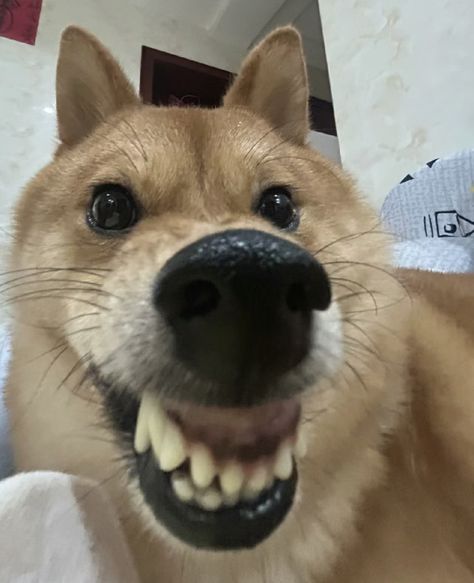 silly dog Dogs Being Silly, Silly Dog Photos, Crusty Dog, Silly Dog Pictures, Shiba Inu Puppies, Meme Dog, Silly Animal Pictures, Funny Dog Faces, Dog Meme