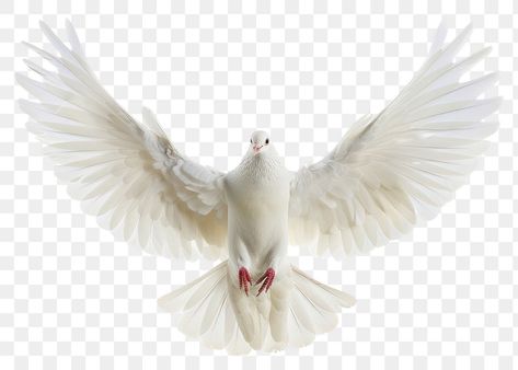 Dove Png Birds, Dove Animal, Pigeon Png, Dove Png, Dove Images, Holy Spirit Dove, White Pigeon, Youtube Cover, Dove Pigeon