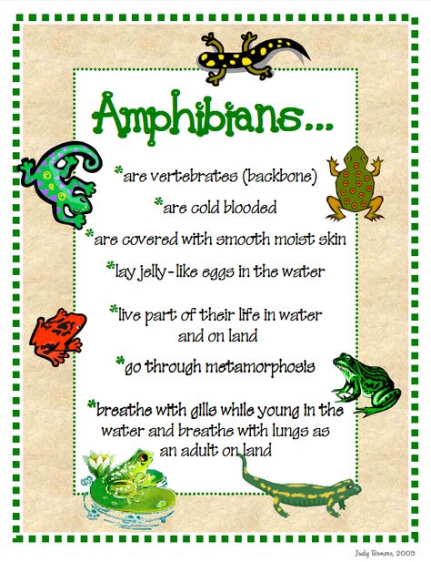 jbonzer.com Amphibians Chart, Assignment Pics, Science Diagram, Animal Facts For Kids, April Preschool, Human Body Science, Insects Preschool, Kindergarten Anchor Charts, Transportation Activities