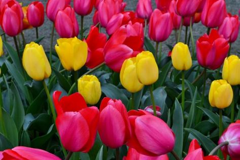 This amazing festival is a must-see for all Washingtonians. Skagit Valley Tulip Festival, Recipe Appetizers, Festival Dates, Skagit Valley, Tulip Festival, Tulip Fields, Spring Event, Spring Flower, Flower Field