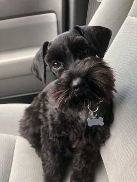 The 24 Cutest Pictures of Black Miniature Schnauzers – The Paws Black Schnauzer, Schnauzer Grooming, Mini Schnauzer Puppies, Schnauzer Puppies, Miniature Schnauzer Puppies, Giant Schnauzer, Schnauzer Puppy, Warm Fuzzies, Puppies And Kitties