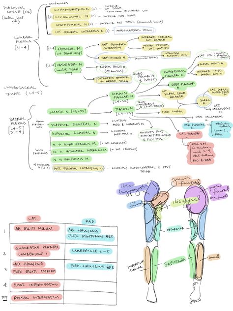 Anatomy Of Lower Limb, Lower Limb Anatomy Mnemonics, Lower Limb Anatomy Notes, Nerves Of Lower Limb, Muscles Of Lower Limb, Upper Limb Anatomy Notes, Lower Limb Anatomy, Pancreas Anatomy, Limb Anatomy