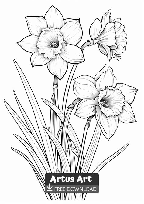 Daffodil in a Garden Coloring Page - Free PDF Download Coloring Page. #freedownload #daffodilinagardencoloringpage #daffodilinagarden #springflowercoloringpages Dafadills Flowers Drawing, Daffodil Stencil, Dafodill Flowers Drawing, Daffodil Outline, Daffodil Drawing, Mix Drawing, Insect Coloring Pages, Daffodil Tattoo, Garden Coloring