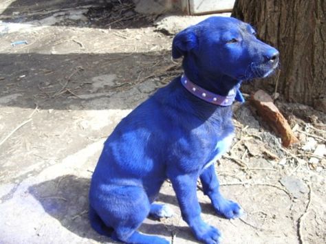 Blue puppy Famous Wallpaper, Blue Da Ba Dee, Blue Skin, Im Blue, Blue Corn, Pitbull Puppy, Funny Dog Memes, Funny Dog Pictures, Puppies Funny