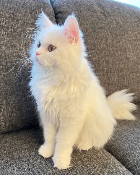 #cat #cutecat #whitecat #petlover Turkish Cats Angora, Turkish Angora Cat Aesthetic, Angora Cat White, Turkish Angora Kitten, White Turkish Angora, Gato Angora, Turkish Cat, White Cat Breeds, Yellow Kittens