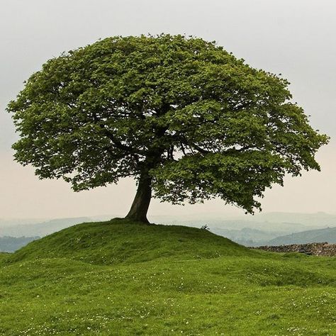 Enviroment Photos, American Sycamore Tree, Fastest Growing Trees, Tree Reference, Fast Growing Shade Trees, Growing Trees, Sycamore Tree, Single Tree, Fast Growing Trees