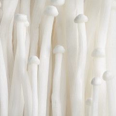 Mushrooms Enoki, Enoki Mushrooms, White Mushroom, Slime Mould, Oyster Mushrooms, White Mushrooms, Pastel Decor, Mushroom Fungi, Wild Mushrooms