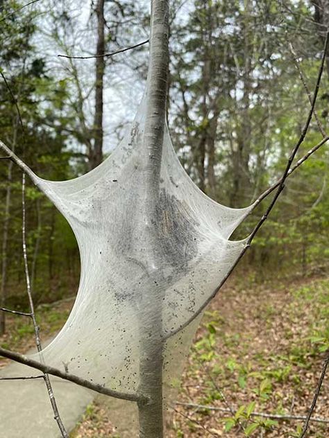 eastern tent caterpillars Eastern Tent Caterpillar, Technology In Agriculture, Tent Caterpillars, Farm Marketing, Forest Ecosystem, Cherry Apple, Crop Production, Garden Calendar, Wild Cherry