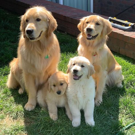 Golden Retriever Dog Breed Facts & Information | Rover.com Golden Retriever Puppies, Retriever Puppies, Retriever Puppy, Follow Us, Golden Retriever, Puppies, Cream, On Instagram, Instagram