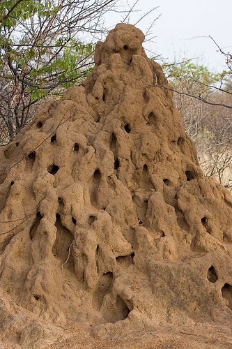 Insect Architecture | Termite mound | Southern Angola.  Photography  Andrew Luyten | Flickr Termite Mound Architecture, Ant Architecture, Insect Architecture, Termite Mound, Animal Architecture, Termite Prevention, Termite Control, Natural Structures, Citrus Oil