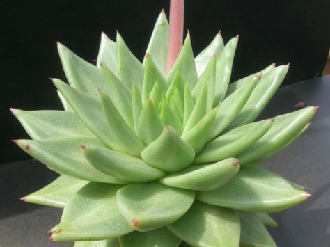 Echeveria agavoides 'Corderoyi' Echivera Succulents, Succulents Types, Blooming Succulents, Rare Succulents, Succulent Plant, Mini Garden, Cacti And Succulents, Planting Succulents, Perth