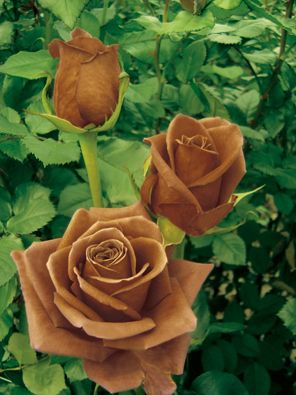 Terra Nostra Roses (NIRP International) and many other examples of BROWN floweers Chocolate Roses, Coming Up Roses, Love Rose, Beautiful Blooms, Dream Garden, Love Flowers, Garden And Yard, Beautiful Roses, Pretty Flowers