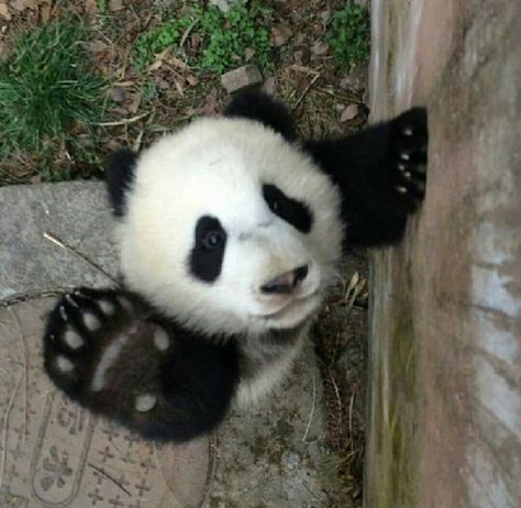 Hi...I iz comin' up! Panda Icon, Cute Panda Cartoon, Panda Lindo, Panda Love, We Bear, Giant Panda, Baby Panda, Silly Animals, Cute Panda