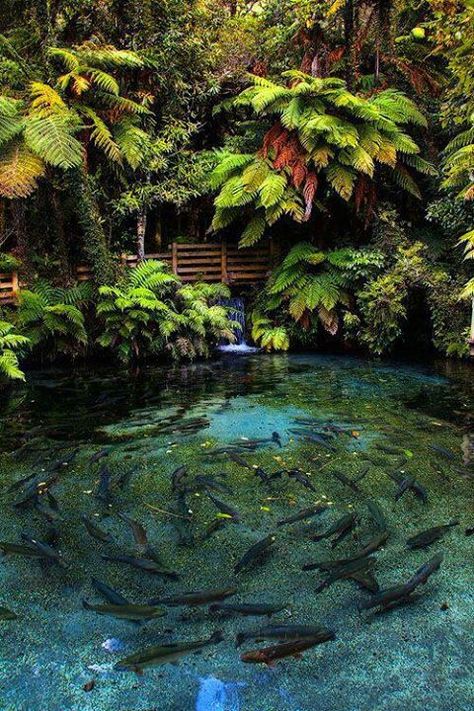 Ultimate secluded fish pond Watch the Karp swim in circles Kolam Koi, Fish Ponds, Garden Pond, Ponds Backyard, Fish Pond, Koi Pond, The Pond, Water Feature, Alam Yang Indah