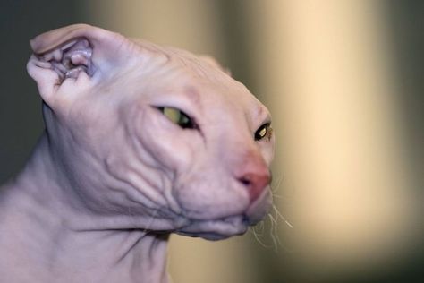 Ugliest Animals, Ugly Cats, Cursed Cats, Bambino Cat, Russian Cat, Hybrid Cat, American Curl, Ugly Cat, Cat Language