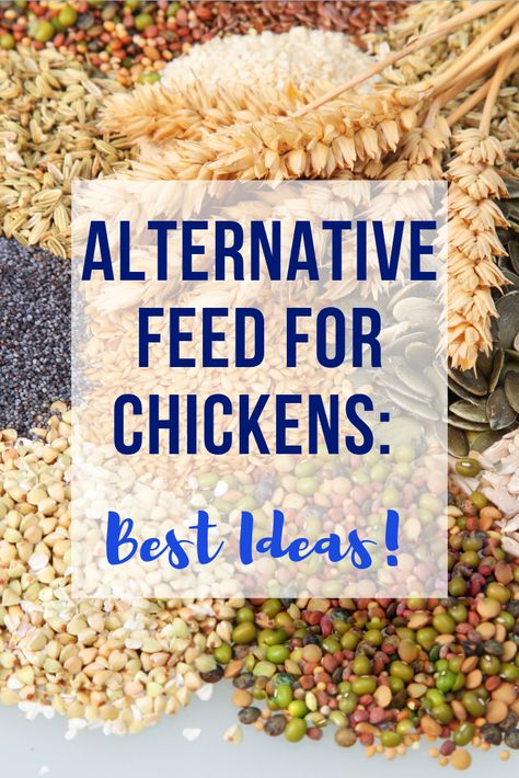 What do baby chickens eat naturally? Know where to buy bulk chicken feed near you. What Not To Feed Chickens, Diy Chicken Feed Recipes, Make Own Chicken Feed, Chicken Scraps List, How To Make Your Own Chicken Feed, What To Add To Chicken Feed, Spices To Add To Chicken Feed, Feed For Chickens, Lentils For Chickens