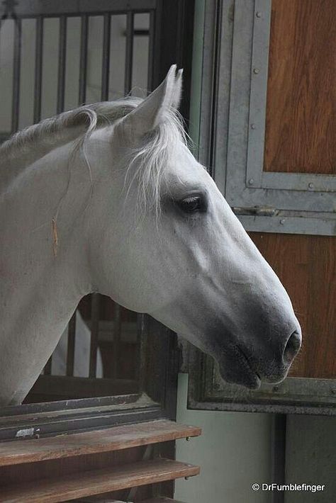 Lipizzaner Stallion Lippizaner, Vienna Austria Travel, And So It Begins, Grey Horse, Austria Travel, Most Beautiful Animals, All The Pretty Horses, Horse Crazy, August 20