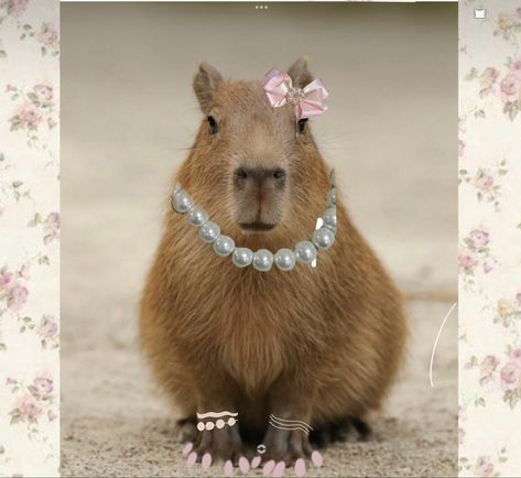 Preppy Capybara, Capybara Slay, Cool Capybara, Capybara Wearing Glasses, Fancy Capybara, Creature Comforts, Bullet Journal Ideas Pages, Cute Funny Animals, Animal Pictures