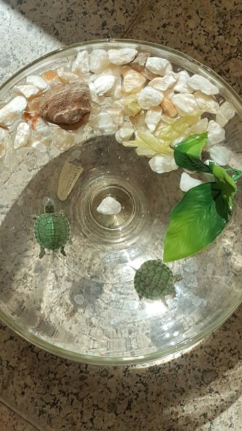 Tiny Baby Animals, Fav Animal, Mini Turtles, Small Turtles, Fish Tank Ideas, Pet Turtle, Betta Fish Tank, Beta Fish, Cool Fish