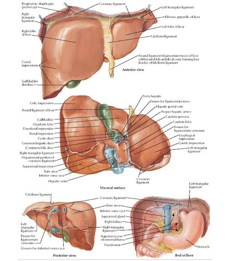 Surfaces and Bed of Liver Anatomy Respiratory diaphragm ( pulled up ) , Coronary ligament , Right triangular ligament , Right lobe ... Human Liver Anatomy, Liver Anatomy, Human Body Facts, Human Liver, Medicine Studies, Basic Anatomy And Physiology, Human Body Anatomy, Medical School Studying, Human Anatomy And Physiology